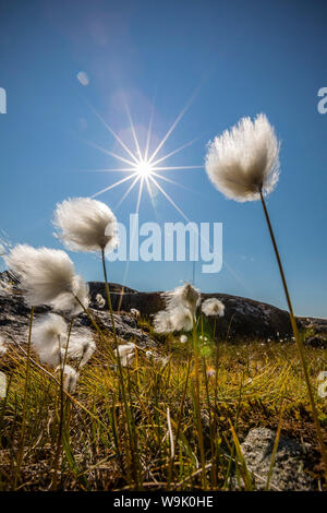 Artico erba di cotone (Eriophorum scheuchzeri) fioritura in Sisimiut, Groenlandia, regioni polari Foto Stock