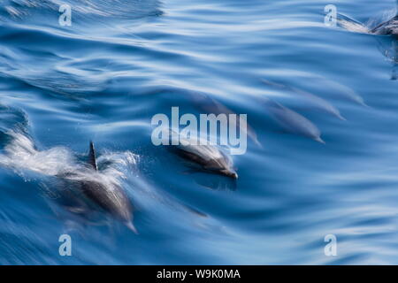 A lungo becco delfino comune (Delphinus capensis), motion blur in nave di riattivazione dell'vicino a Isla Santa Catalina, Baja California Sur, Messico, America del Nord Foto Stock