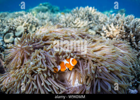 False clown anemonefish (Amphiprion ocellaris), Sebayur isola, Isola di Komodo National Park, Indonesia, Asia sud-orientale, Asia Foto Stock