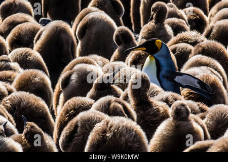 Adulto e bambino re pinguini (Aptenodytes patagonicus), a colonia di allevamento a Salisbury Plain, Georgia del Sud e le regioni polari Foto Stock