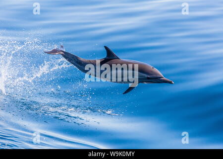 A lungo becco delfino comune (Delphinus capensis) saltando vicino a Isla Santa Catalina, Baja California Sur, Messico, America del Nord Foto Stock