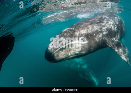 California balena grigia (Eschrichtius robustus) madre e subacquea di vitello in San Ignacio Laguna, Baja California Sur, Messico, America del Nord Foto Stock