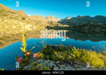 I rododendri telaio le acque blu del Lago Nero all'alba, Cornisello Pinzolo, Dolomiti di Brenta, Trentino Alto Adige, Italia, Europa Foto Stock