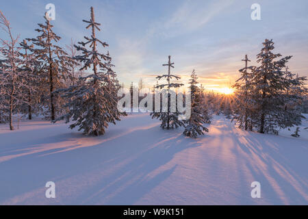 Le luci del tramonto artico illuminare i boschi innevati, Vennivaara, Rovaniemi, regione della Lapponia, Finlandia, Europa Foto Stock