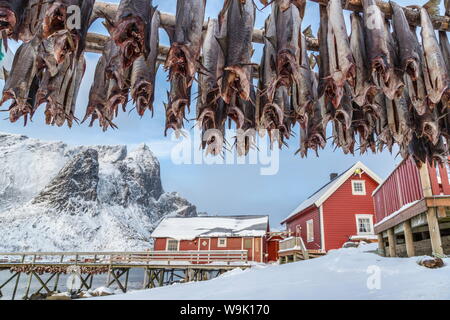 Baccalà, prodotto tipico delle isole Lofoten esportati in tutto il mondo dopo essere stata essiccata all'esterno. Hamnoy, Isole Lofoten artico, Norvegia Foto Stock