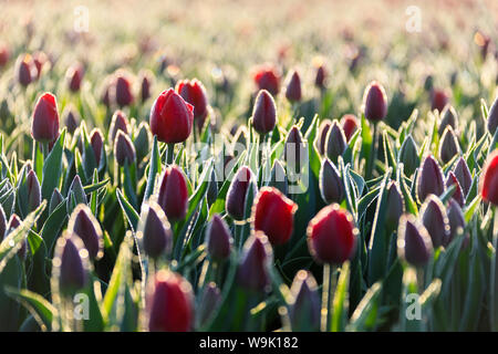 Close up di tulipani rossi in fiore nella campagna di Berkmeer, comune di Koggenland, North Holland, Paesi Bassi, Europa Foto Stock