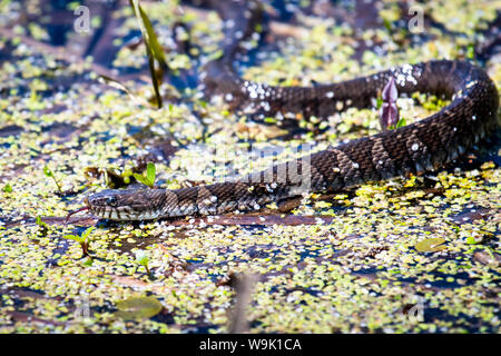 Acqua settentrionale il serpente a caccia di cibo Foto Stock