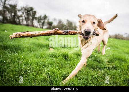 Golden Labrador portando stick, Regno Unito, Europa Foto Stock