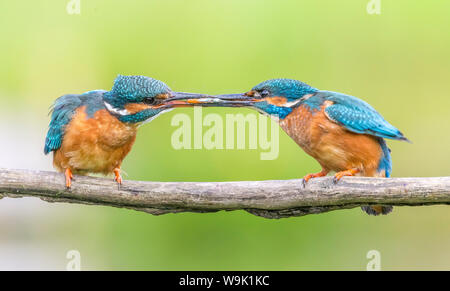 Kingfisher (Alcedo atthis), nello Yorkshire, Inghilterra, Regno Unito, Europa Foto Stock