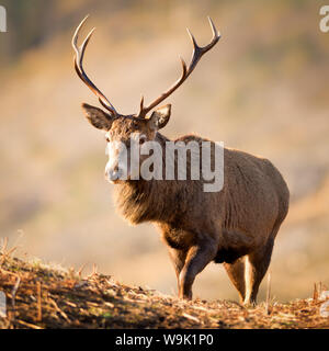 Red Deer stag, Glen Etive, Highlands, Scotland, Regno Unito, Europa Foto Stock