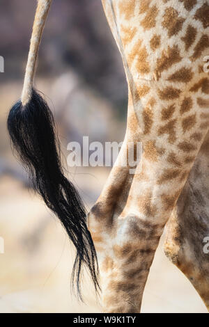 La giraffa di coda, Parco Nazionale di Hwange, Zimbabwe Foto Stock