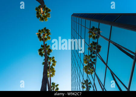 Palme e palazzo di vetro, il worm-eye, Hollywood, Los Angeles, California, Stati Uniti d'America, America del Nord Foto Stock