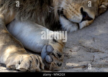 Close-up di leone la zampa, Kgalagadi Parco transfrontaliero, Sud Africa e Africa Foto Stock