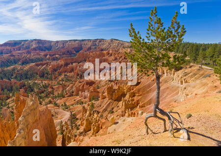 Poco profonda radicata pine (AGILE) di pino (pinus flexilis), in corrispondenza del bordo di Bryce anfiteatro, Sunrise Point, Parco Nazionale di Bryce Canyon, Utah, Stati Uniti d'America Foto Stock