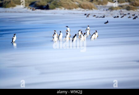 I pinguini di Gentoo (Pygocelis papua papua) sulla spiaggia, Sea Lion Island, Isole Falkland, Atlantico del Sud, Sud America Foto Stock