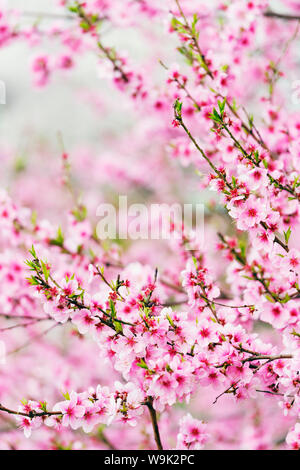 La molla Cherry Blossom Festival, Jinhei, Corea del Sud, Asia Foto Stock