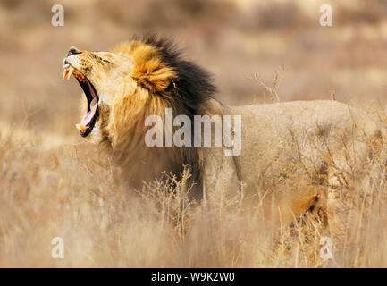 Leone ruggente (Panthera leo), Kgalagadi Parco transfrontaliero, il Kalahari, Northern Cape, Sud Africa e Africa Foto Stock