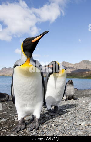 Re pinguini (Aptenodytes patagonicus), Isola Husvik, Antartico, regioni polari Foto Stock