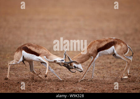 Due springbok (Antidorcas marsupialis) bucks combattimenti, Kgalagadi Parco transfrontaliero, abbracciando l'ex Kalahari Gemsbok National Park Foto Stock