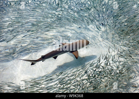 Baby black-squali pinna essendo circondato da una scuola di argento spratti in una laguna poco profonda, Maldive, Oceano Indiano, Asia Foto Stock