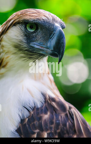 Philippine eagle (Pithecophaga jefferyi) (scimmia-eating eagle), Davao, sull isola di Mindanao, Filippine, Sud-est asiatico, in Asia Foto Stock