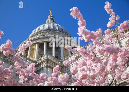 Cattedrale di San Paolo e la primavera sbocciano i fiori, London, England, Regno Unito, Europa Foto Stock