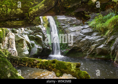 Primo piano a rami di alberi coperti da muschio e bella base della lunga esposizione di montagna lo streaming a cascata verso il basso la scogliera di roccia Foto Stock