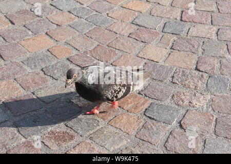 Un piccione grigio con rosa luminoso piedi attraverso Eden Square in Urmston in una giornata di sole Foto Stock