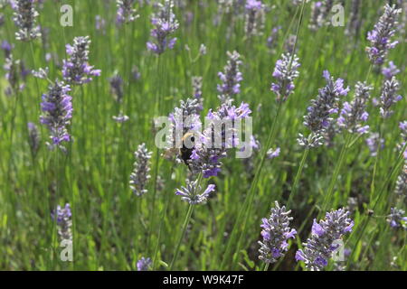 Immagine di una grande Ape su un viola slim flower bush a Knutsford Foto Stock