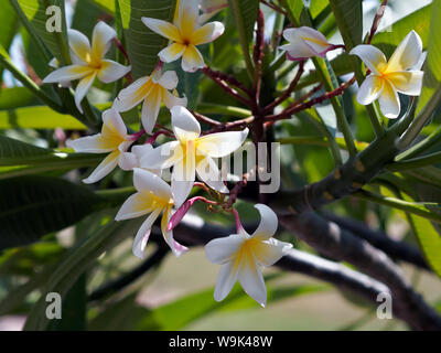 Plumeria rubra Julie fiori nel Giardino di Plumeria presentano presso il South Texas Botanical Gardens & Centro Natura nel Corpus Christi, Texas USA. Foto Stock