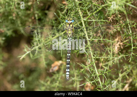 Southern hawker dragonfly (Aeshna cyanea) su ginestre, REGNO UNITO Foto Stock