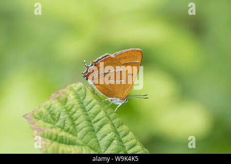 Brown hairstreak butterfly (Thecla betulae), Regno Unito Foto Stock