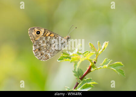 Muro o parete farfalla marrone (Lasiommata megera) lato inferiore, arroccato in un arbusto, REGNO UNITO Foto Stock