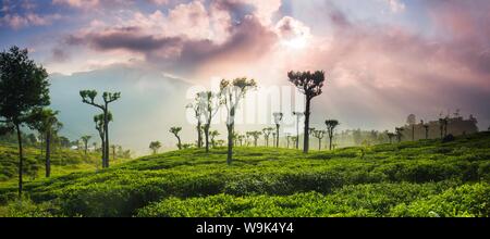 Sunrise oltre le piantagioni di tè e le montagne, Haputale, Sri Lanka Hill Country, Highlands Centrali, Sri Lanka, Asia Foto Stock