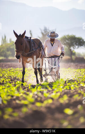 Il contadino nella valle di Cachi, Valli Calchaqui, Provincia di Salta, Nord Argentina Argentina, Sud America Foto Stock