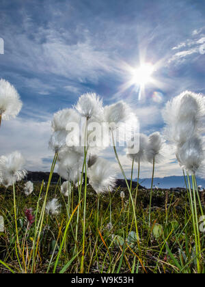 Arctic cottongrass (Eriophorum callitrix), Heckla Haven, a nord-est della Groenlandia, regioni polari Foto Stock