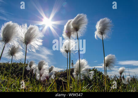 Arctic cottongrass (Eriophorum callitrix), Heckla Haven, a nord-est della Groenlandia, regioni polari Foto Stock