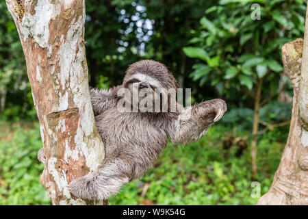 Un captive pet marrone-throated sloth (Bradypus variegatus), San Francisco Village, Loreto, Perù, Sud America Foto Stock