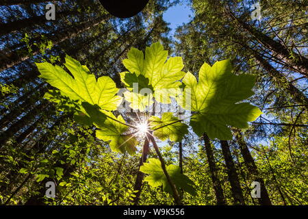 Sole che splende attraverso Devil's Club su Chichagof Island, a sud-est di Alaska, Stati Uniti d'America, America del Nord Foto Stock