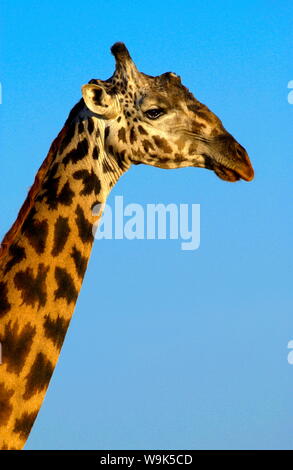 La giraffa, Grumeti, Tanzania Foto Stock