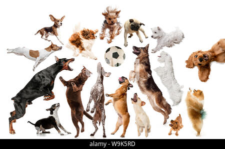 I giovani sono cani in posa. Carino doggies o animali domestici stanno cercando felice isolato su sfondo bianco. Studio photoshots. Creative collage di cani, lottando per la sfera come un giocatori di calcio. Flyer per il vostro annuncio. Foto Stock