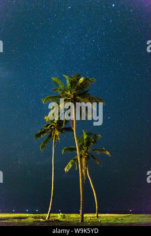 Le palme sotto le stelle, Sri Lanka, Asia Foto Stock