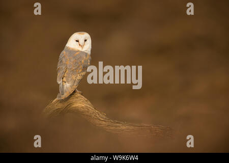 Il barbagianni (Tyto alba) arroccato sul registro caduti, Regno Unito, Europa Foto Stock