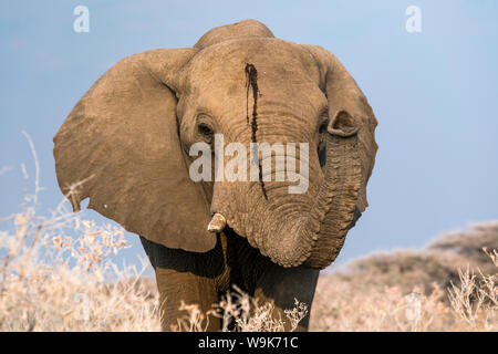 Ritratto di un maschio di elefante, il Parco Nazionale di Etosha, regione di Oshikoto, Namibia, Africa Foto Stock