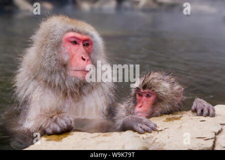 Macaque giapponese (Macaca fuscata) (neve scimmia), la madre e il bambino in ammollo hot thermal spring pool, Joshin-etsu National Park, Honshu, Giappone, Asia Foto Stock