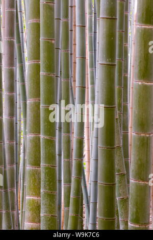 Close-up di steli, foreste di bambù, Sagano, Ukyo Ward, Arashiyama, Kyoto, la regione di Kansai, isola di Honshu, Giappone, Asia Foto Stock