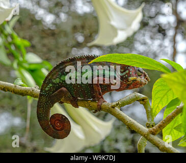 Maschio di Panther Chameleon (Furcifer pardalis) Foto Stock
