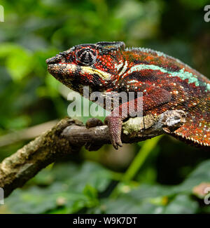 Maschio di Panther Chameleon (Furcifer pardalis) Foto Stock