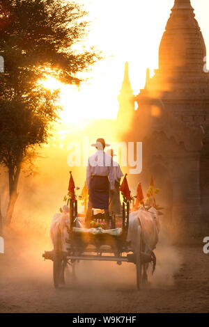 Carrello di giovenco su una pista polverosa tra i templi di Bagan con la luce dal sole che splende attraverso la polvere, Bagan, Myanmar, sud-est asiatico Foto Stock