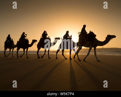 Spiaggia camel trek, Essaouira, Marocco, Africa Settentrionale, Africa Foto Stock